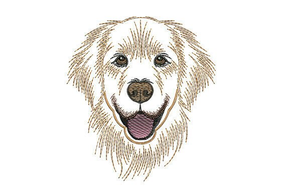 Download Golden Retriever Dog - Old Collection